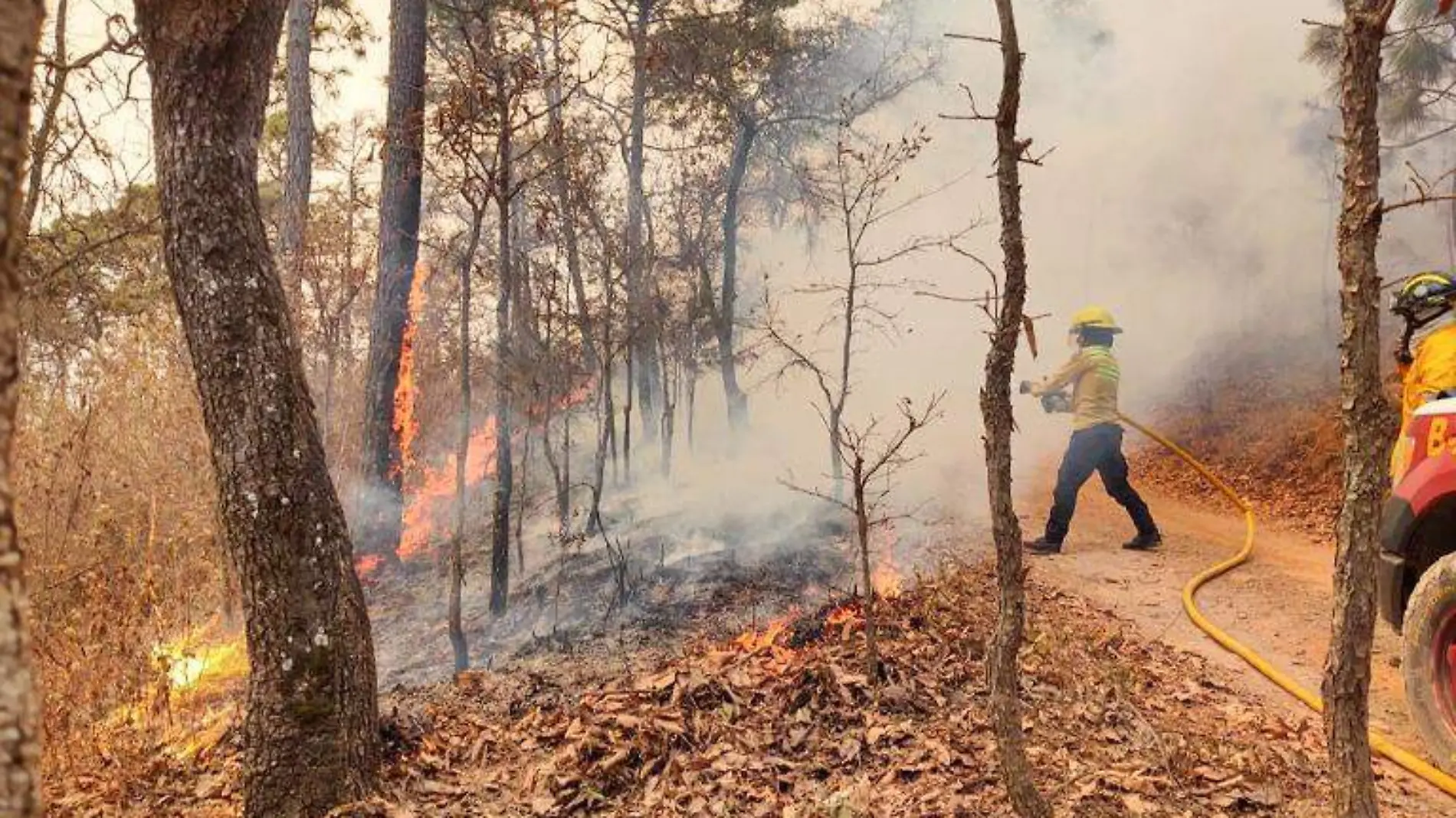 incendios forestales